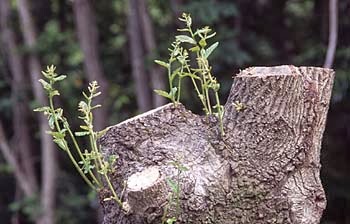 Comentario bíblico en el II Domingo de Adviento